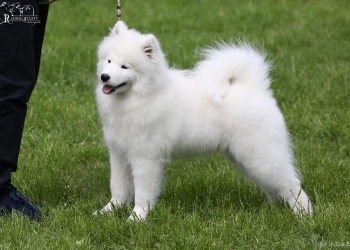 VI WROCŁAWSKA WYSTAWA SZPICÓW I PSÓW RAS PIERWOTNYCH 2019-06-01